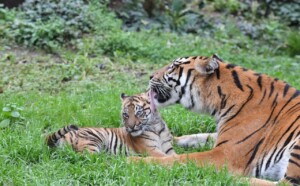 kala cucciola tigre tigrotta bioparco