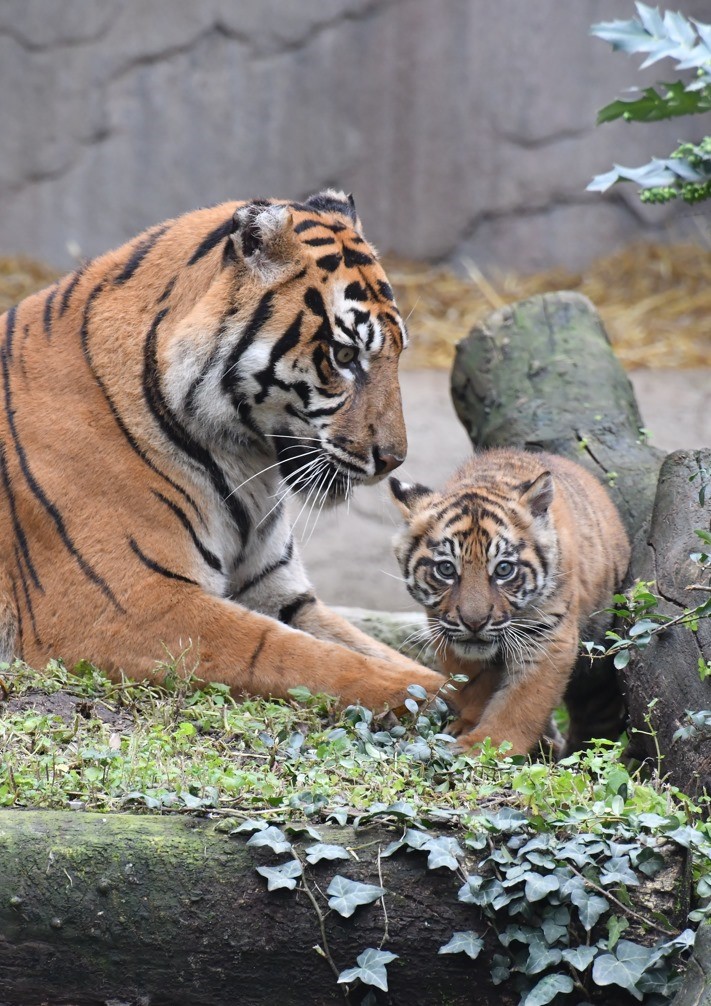 kala cucciola tigre tigrotta bioparco