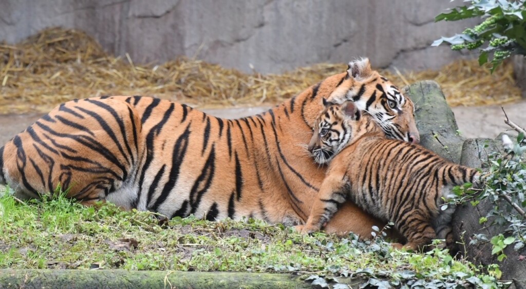 kala cucciola tigre tigrotta bioparco