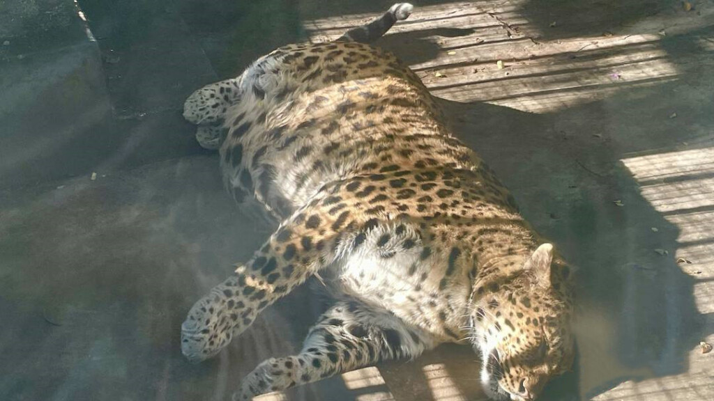 leopardo grasso cina