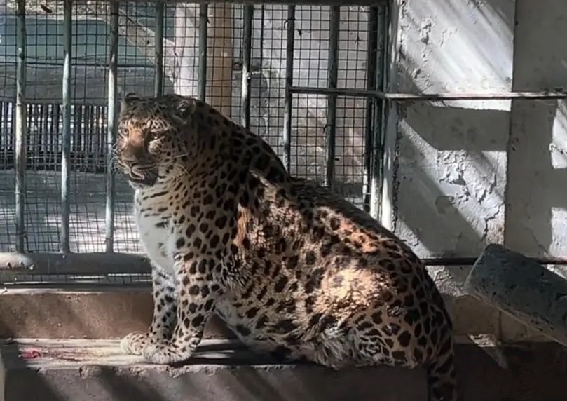 leopardo grasso cina