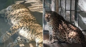 leopardo grasso cina