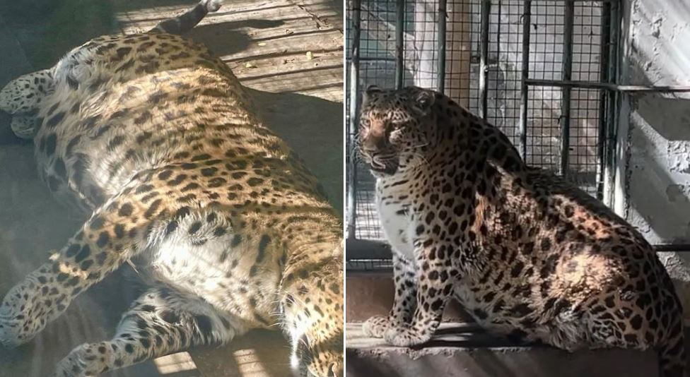 leopardo grasso cina