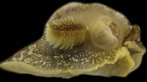 lumaca di mare regno unito