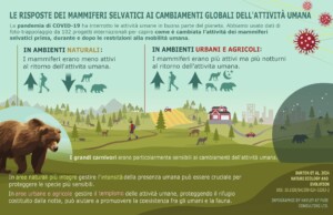mammiferi e covid