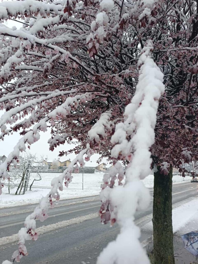neve oggi piemonte