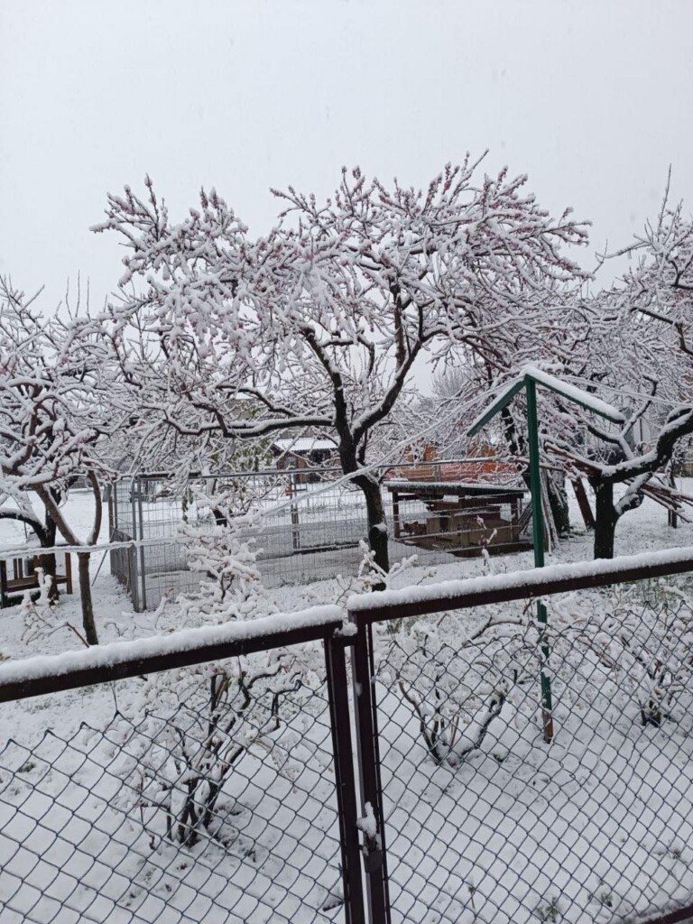 neve oggi piemonte