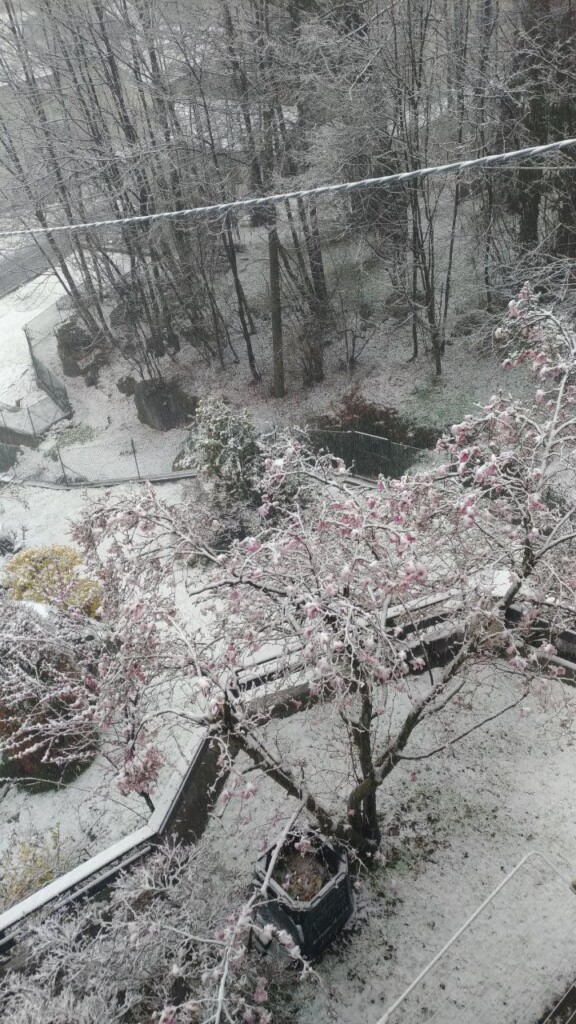 neve oggi piemonte