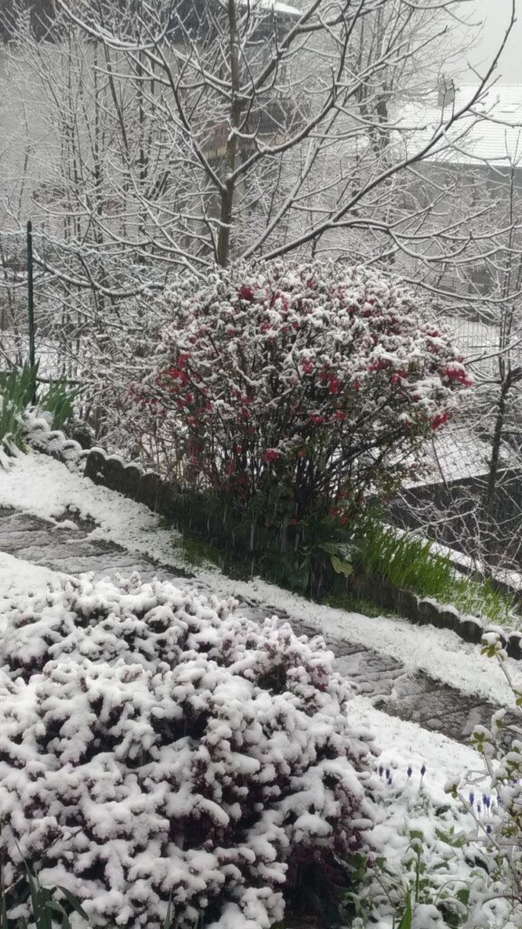 neve oggi piemonte