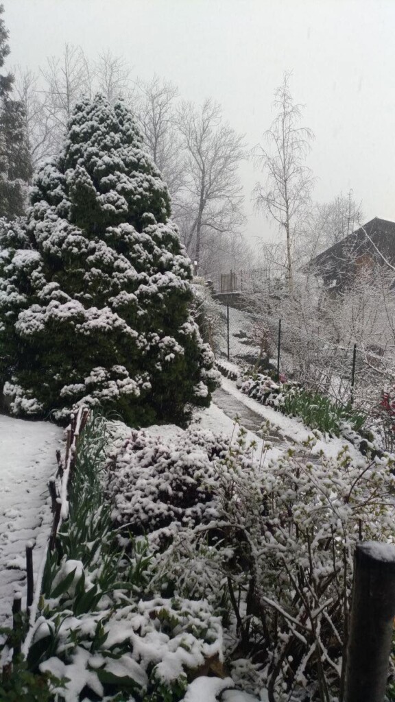 neve oggi piemonte