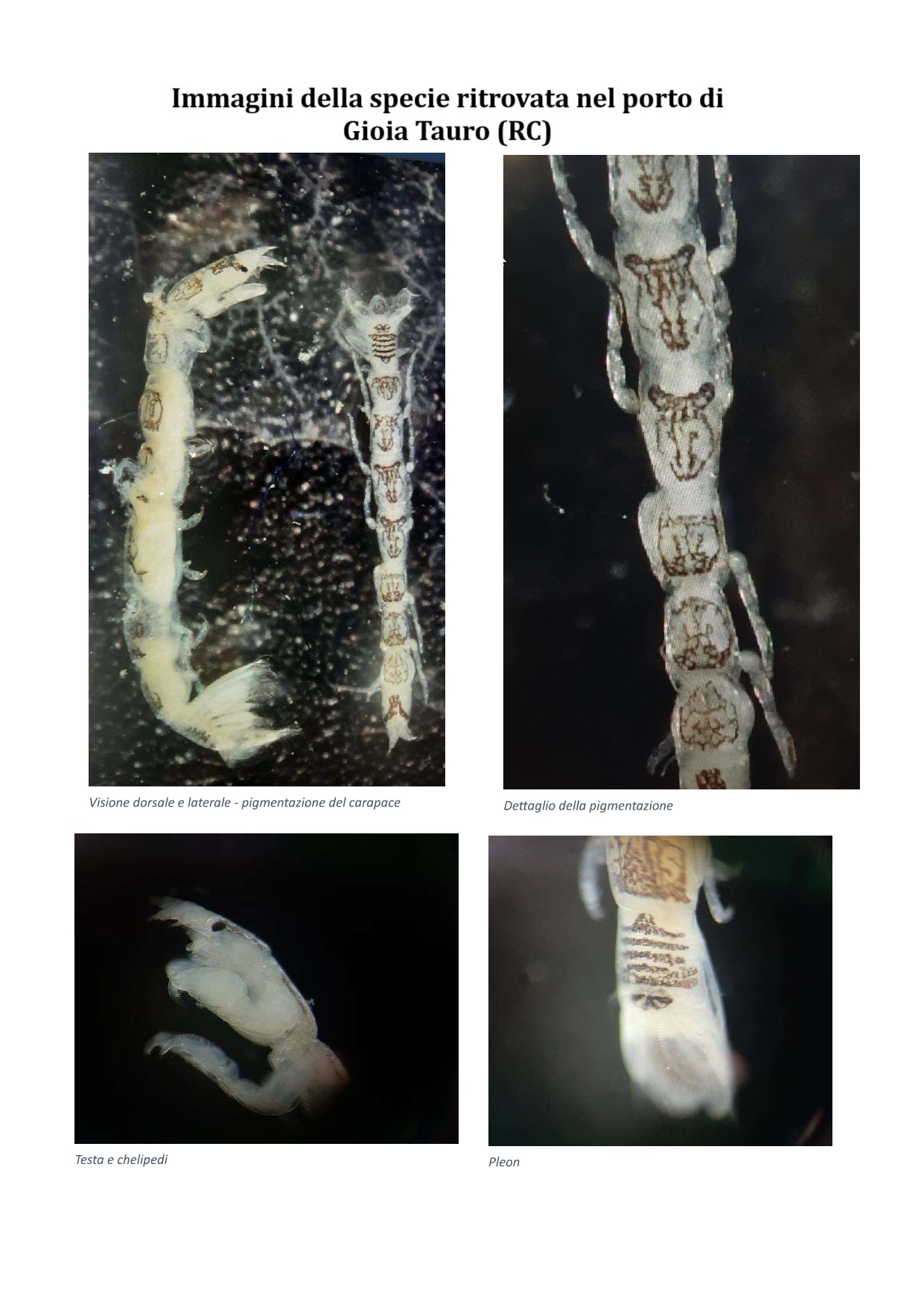 prima specie non indigena nel porto di Gioia Tauro