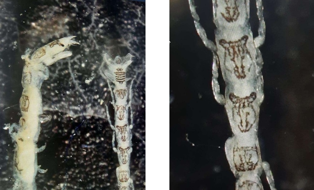 prima specie non indigena nel porto di Gioia Tauro