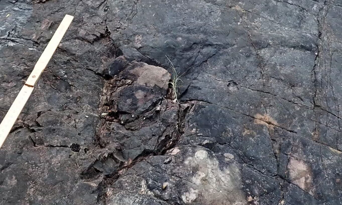 scoperta la più antica foresta fossile