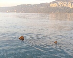 squalo elefante trieste