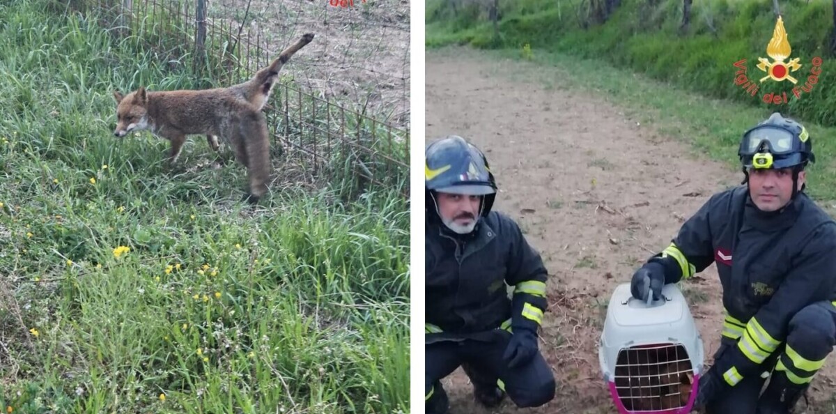 Idrante, Attacco Per I Vigili Del Fuoco, Due Bocchette Immagine Stock