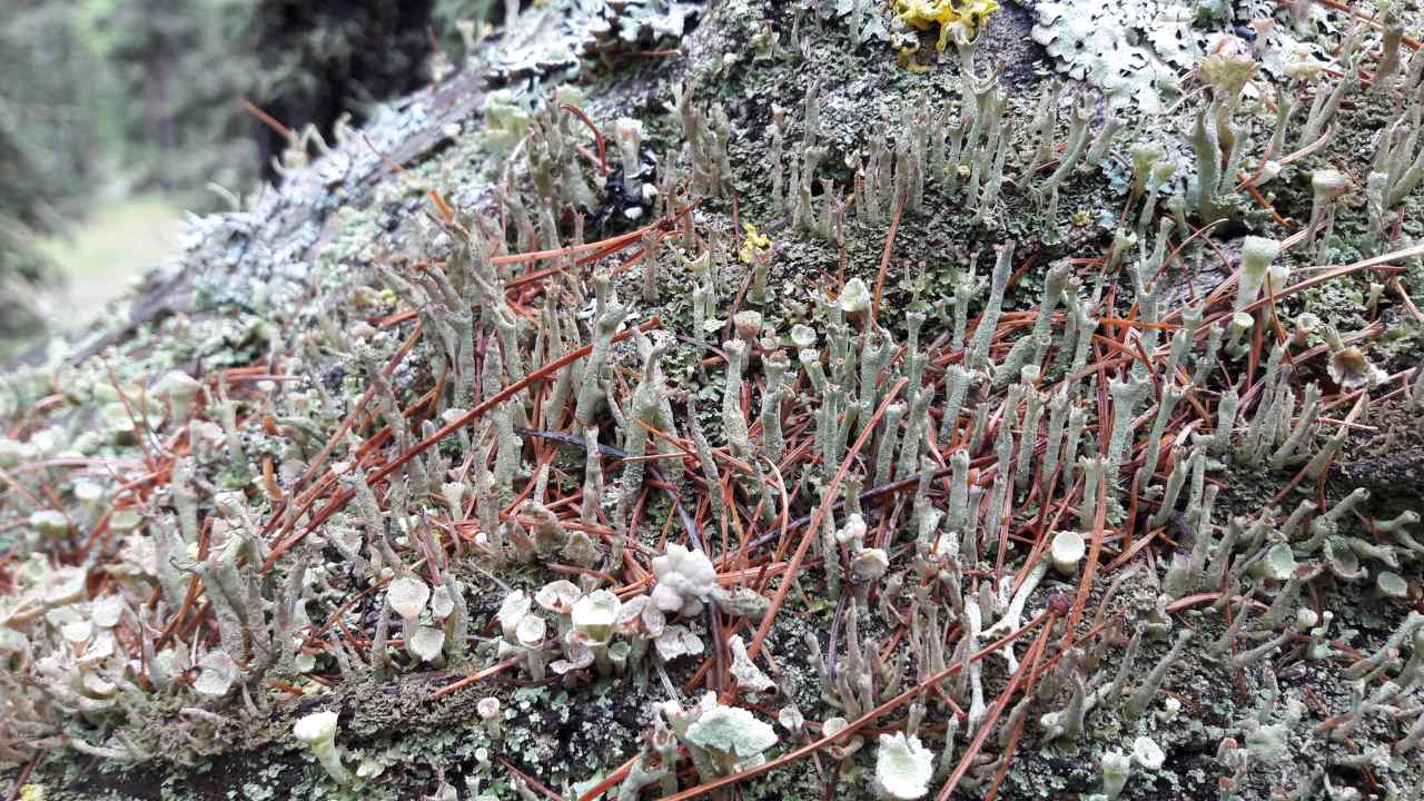 Dolichens