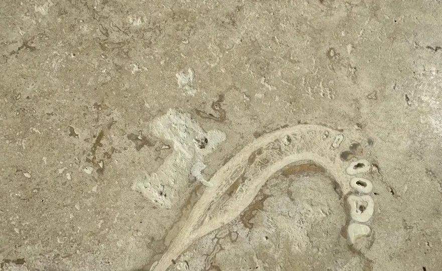 mandibola umana
