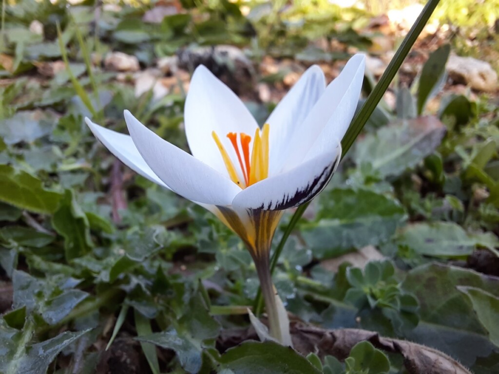 Crocus biflorus