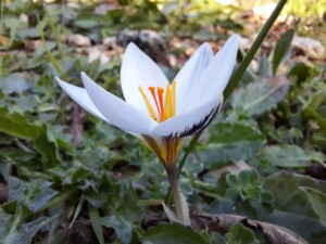 Crocus biflorus