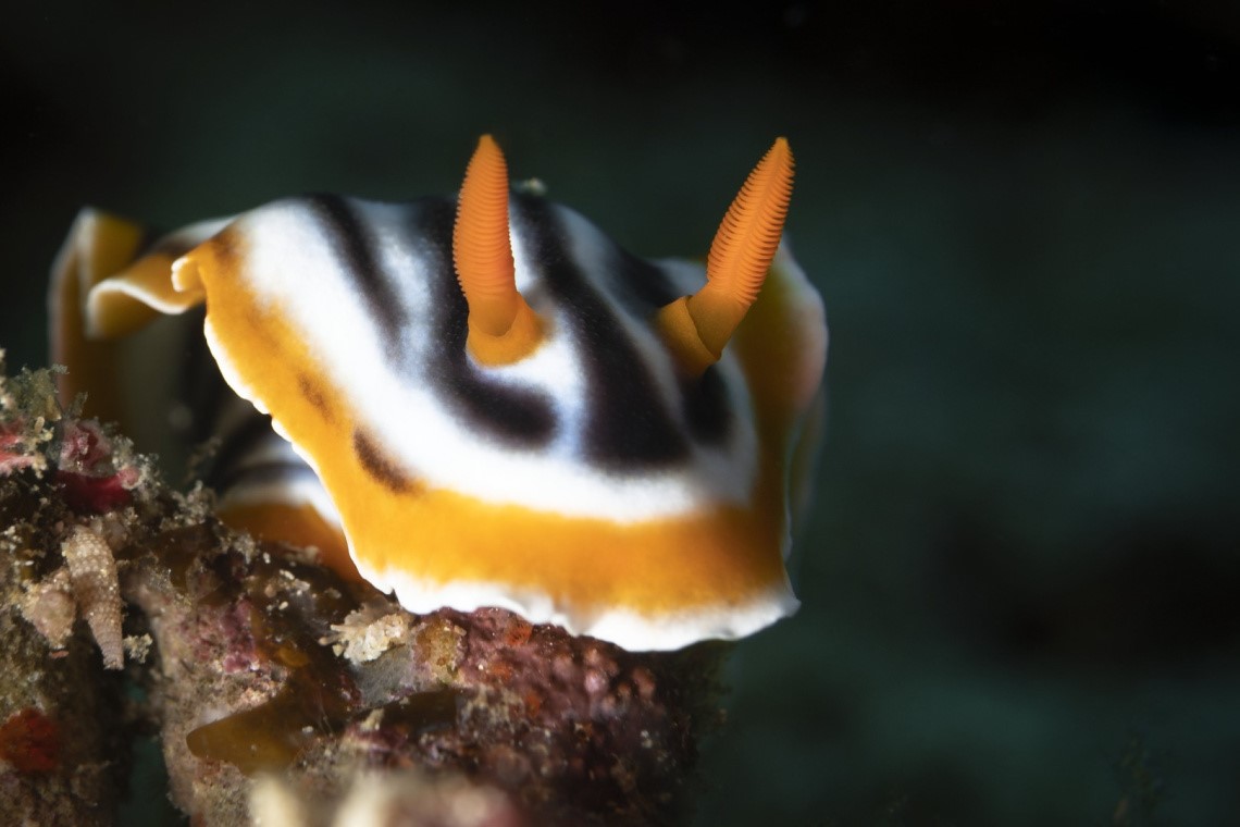 Il nudibranco Chromodoris quadricolor