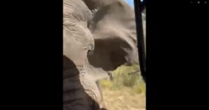 elefante uccide turista