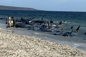 balene spiaggiate in australia