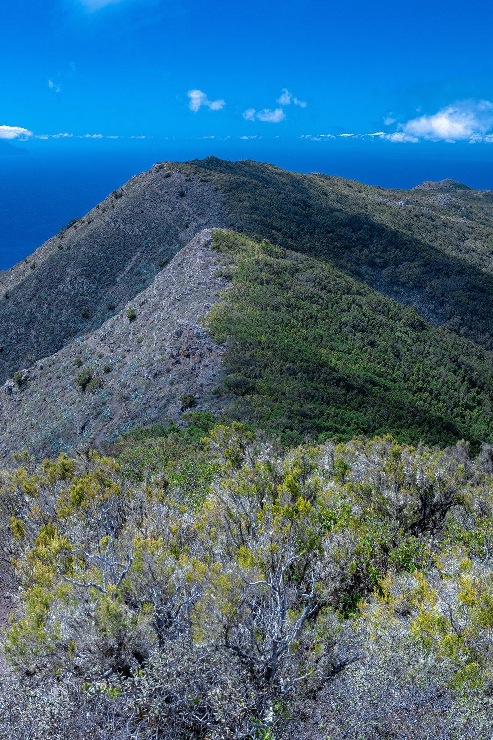 canarie