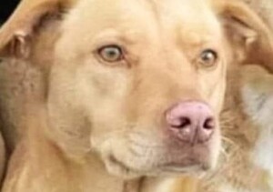 cane