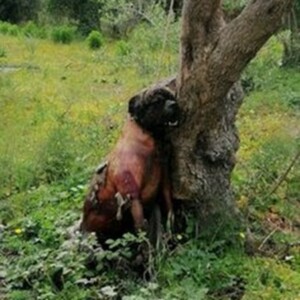 cane impiccato carini