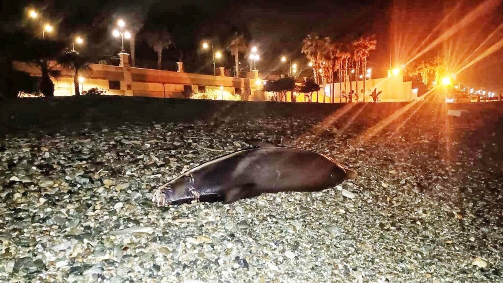 delfino morto reggio calabria