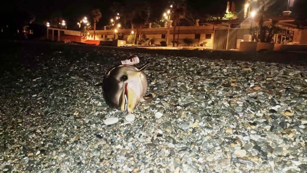 delfino morto reggio calabria