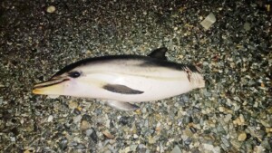 delfino morto reggio calabria