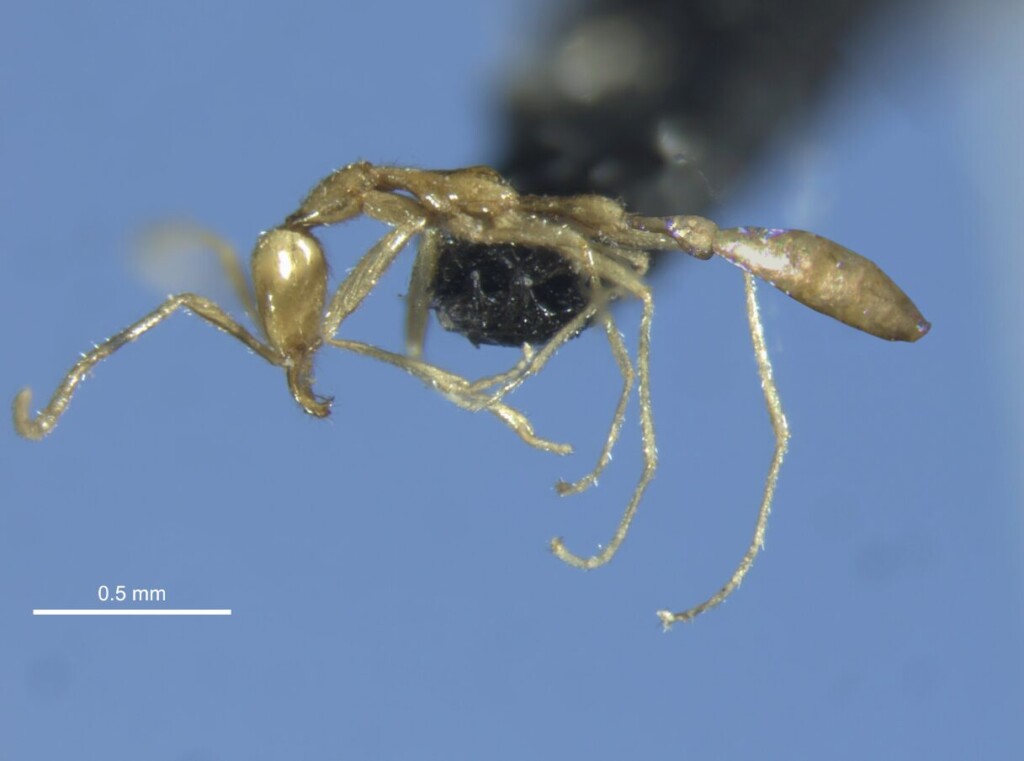 formica Leptanilla voldemort