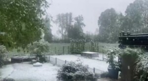 neve lubiana