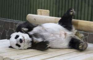 panda gigante Tan Tan