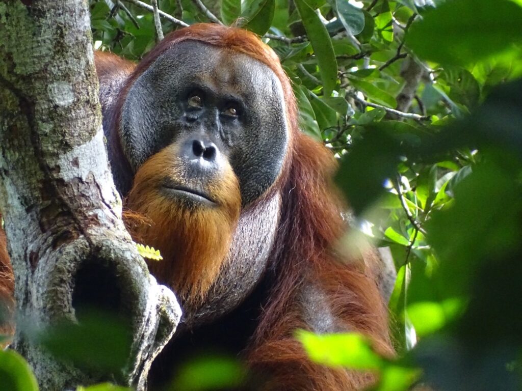 orangutan