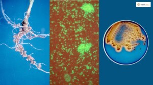 Biodiversità online la biobanca ENEA microrganismi