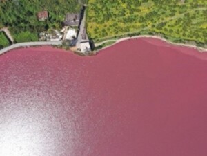 Fioritura cianobatteri dall'alto lago d'Averno