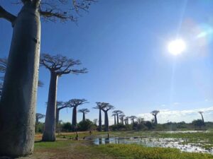 baobab