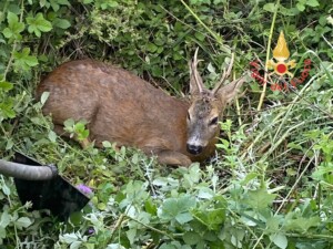 capriolo calabria