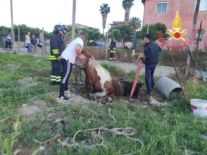 cavallo pozzo crotone