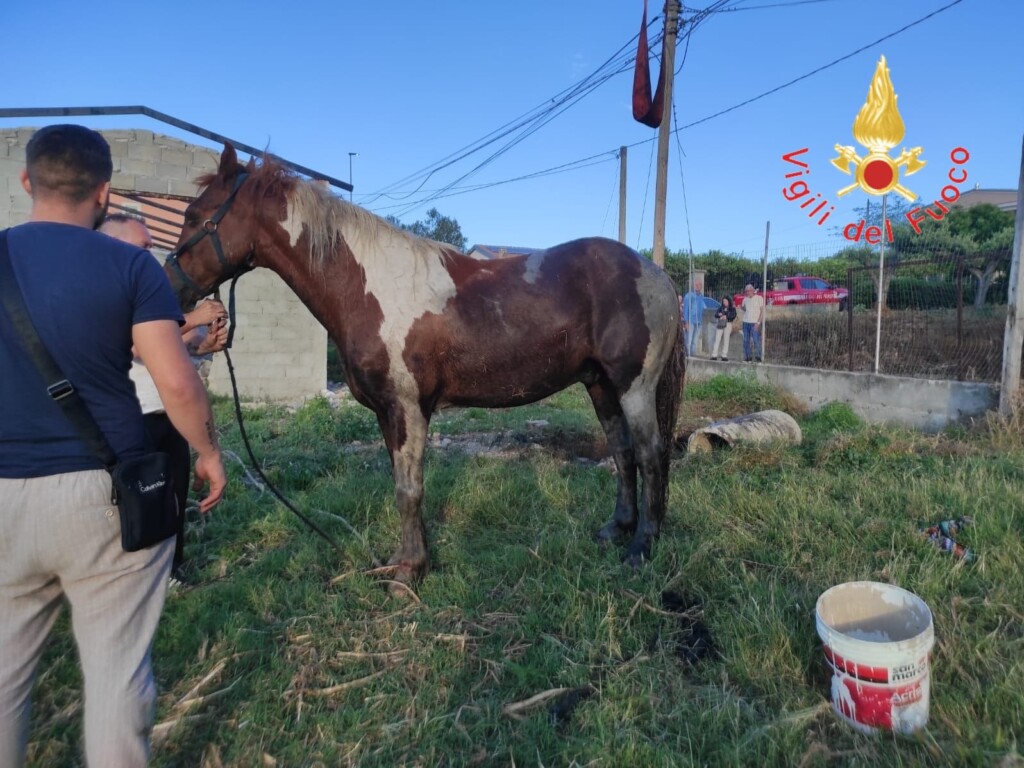 cavallo pozzo crotone