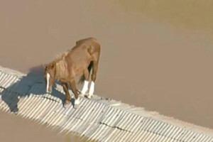 cavallo tetto brasile