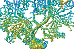 cervello neuroni