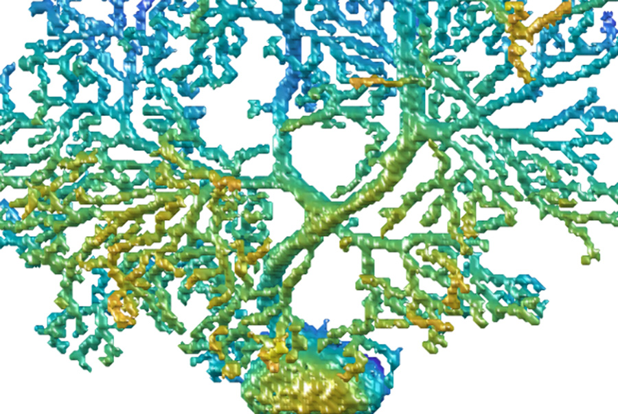cervello neuroni