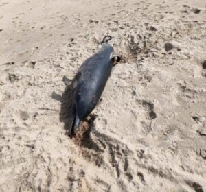 delfino spiaggiato metaponto