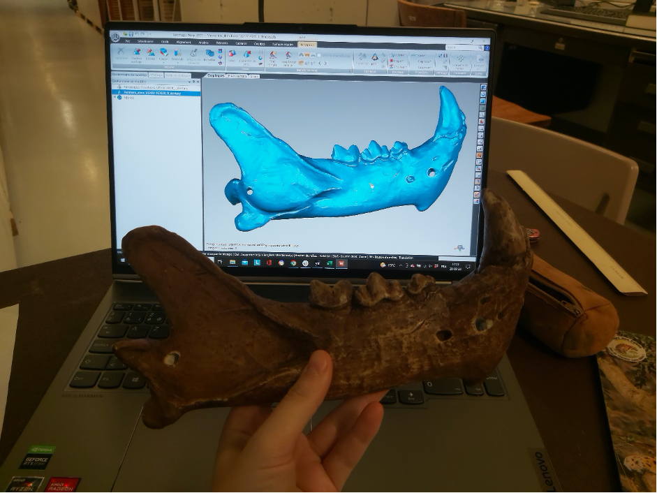 denti a sciabola