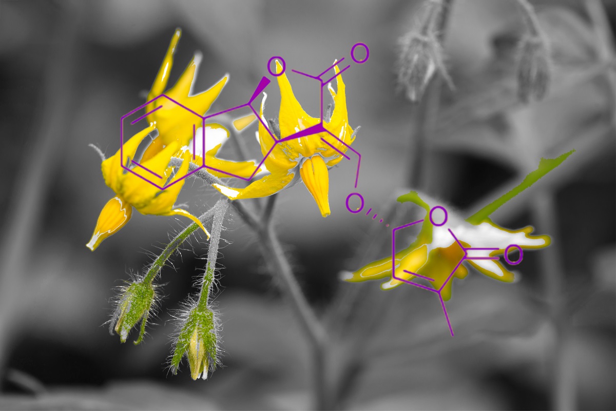 molecola strigolattone controllo fioritura