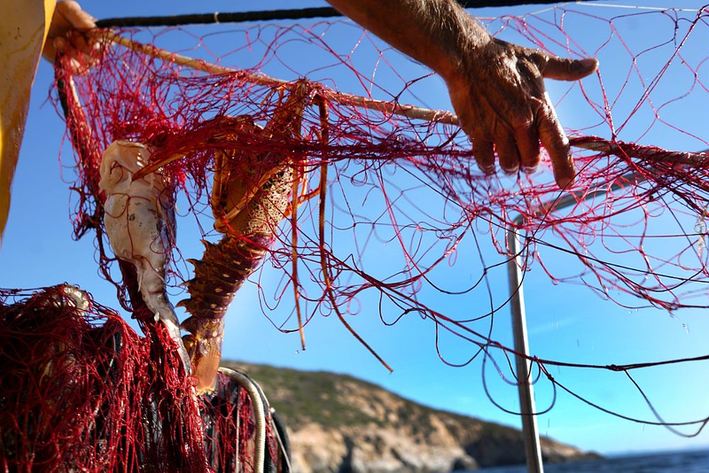 pesca artigianale isola del giglio