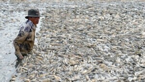pesci morti vietnam